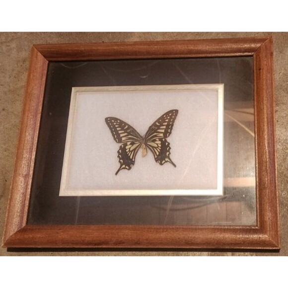 FRAMED MOUNTED BUTTERFLY DISPLAY, WOOD, TAXIDERMY PAPILIO XUTHUS - Picture 1 of 3